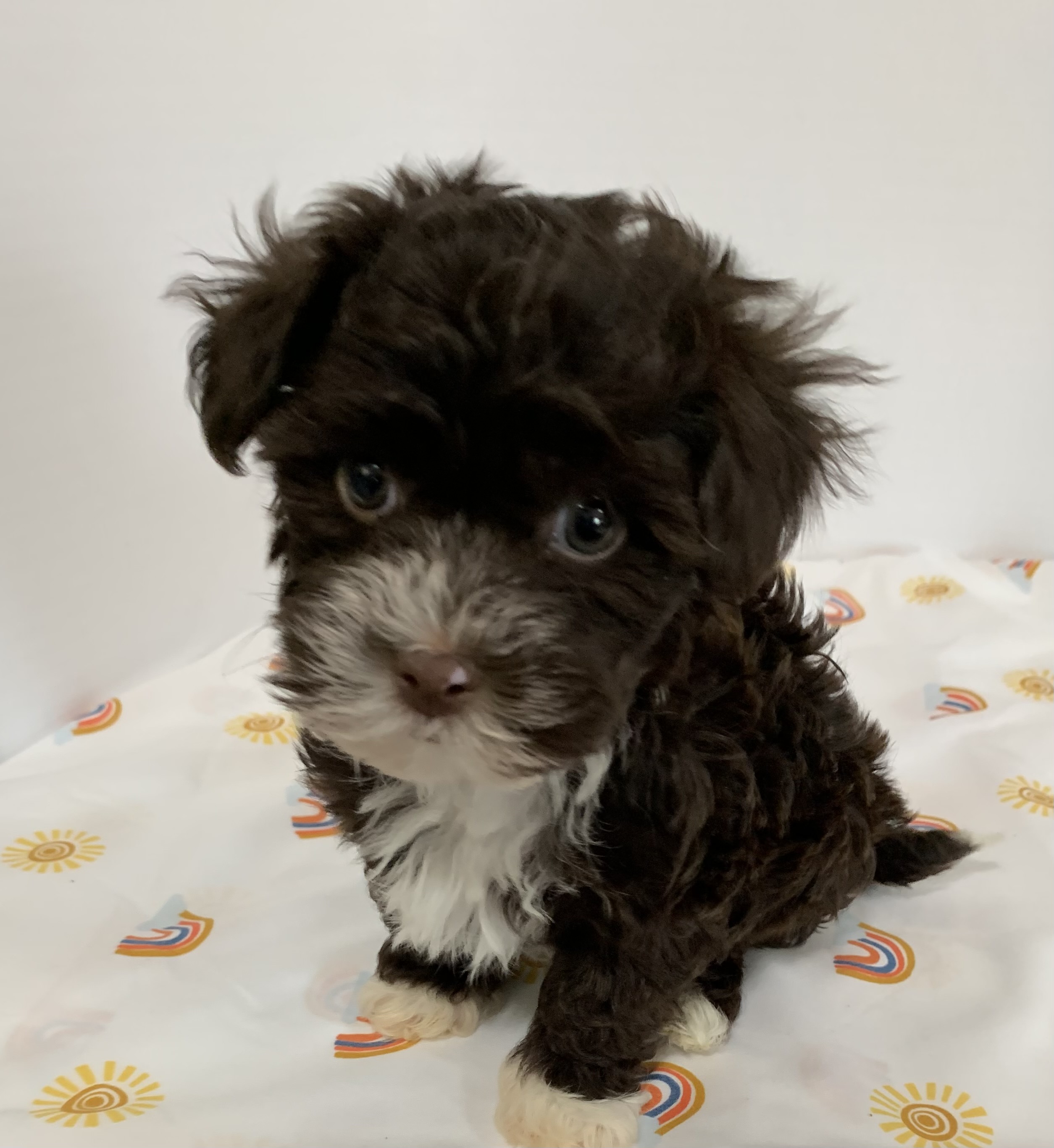 puppy, for, sale, Havanese, Debra K Lott, dog, breeder, Merit, TX, dog-breeder, puppy-for-sale, forsale, nearby, find, puppyfind, locator, puppylocator, aca